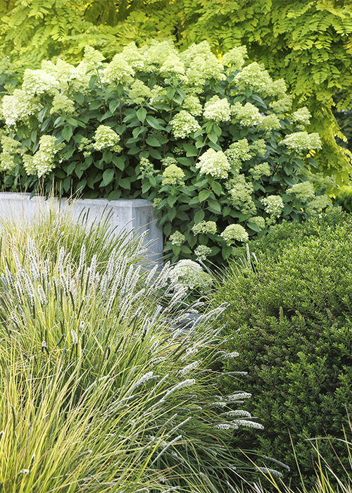 concrete retaining wall with grasses in front and hydrangea behind