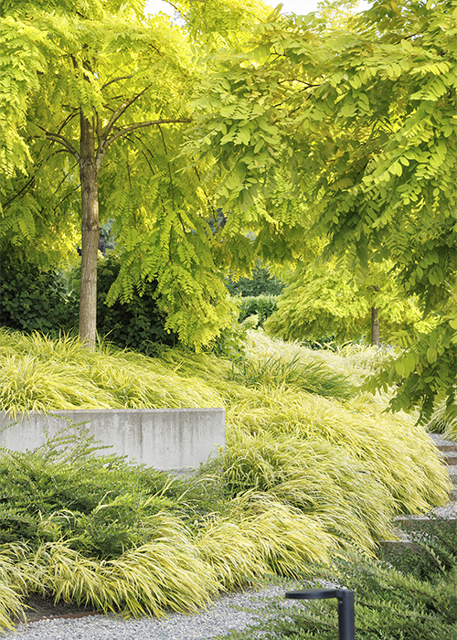 chartreuse golden japanese forest grass foliage in swaths around an outdoor stairway