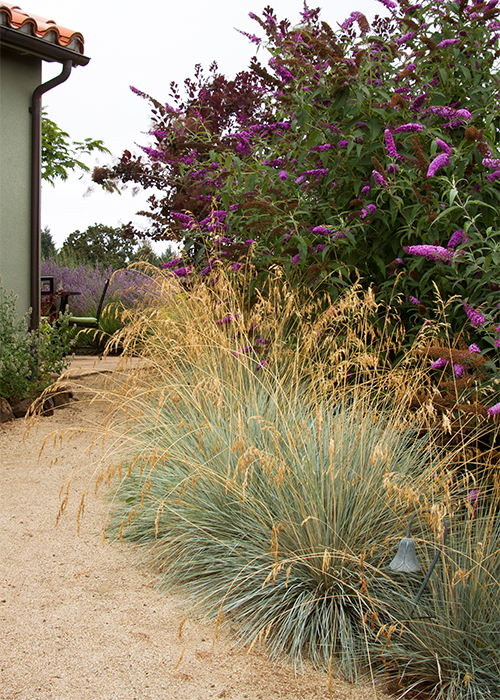 blue oat grass and red buddleja line a pathway