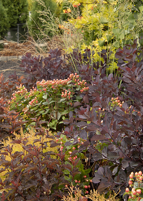 colorful shrub planting in fall