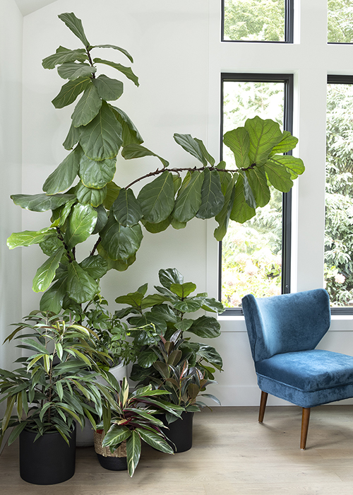 tall fig trees and abdijan rubber plants decorate a cornernext to a blue chair in front of windows