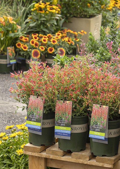 healthy orange-flowering plants in monrovia pots at garden center