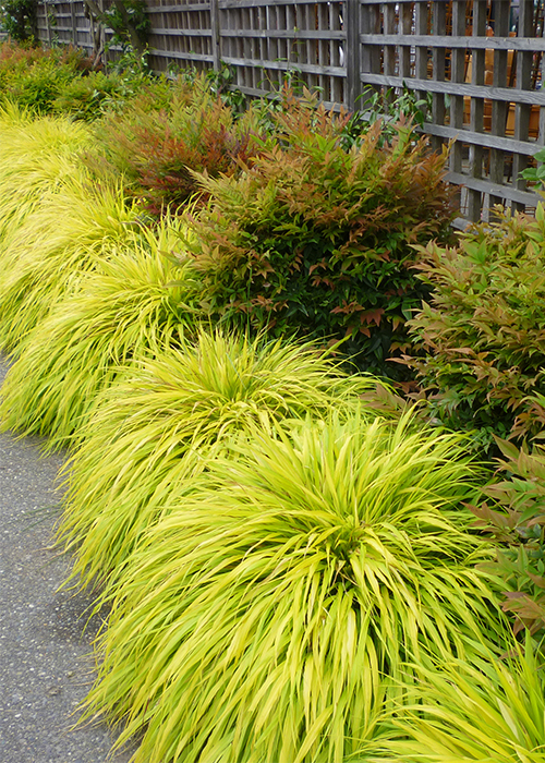 chartreause all gold japanese forest grass as groundcover along a path