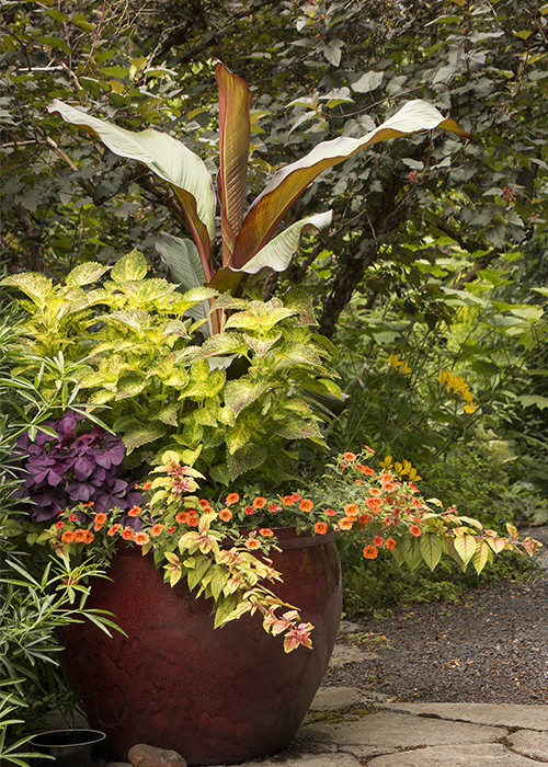 red leaved banana and other tropical plants in a container that could be overwintered inside