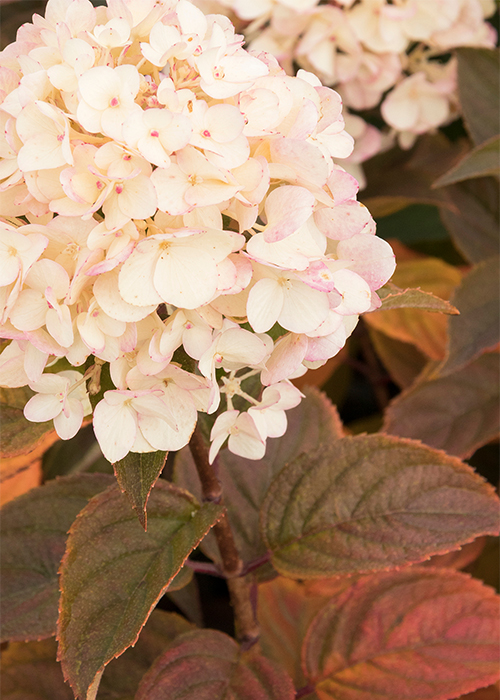 candy apply hydrangea with bronze leaves and rosy flowers in fall