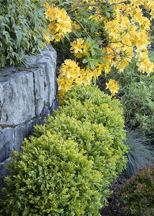 green boxwoods with stone wall and yellow flowers in background