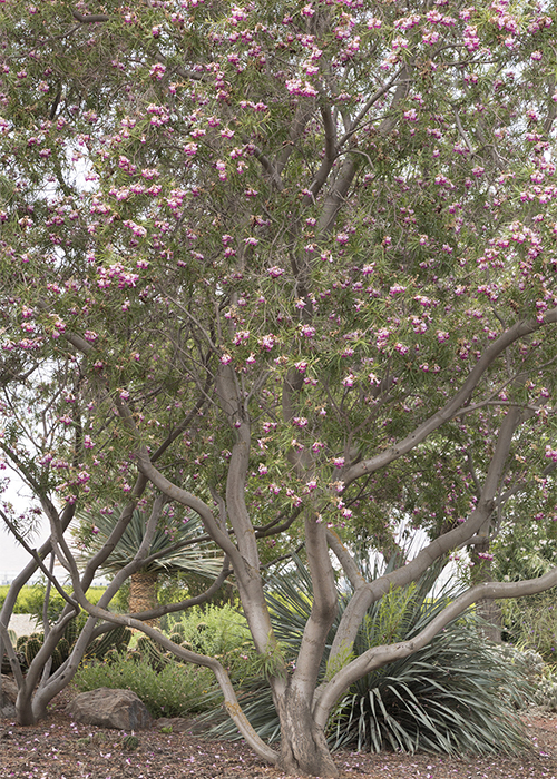 timeless beauty desert willow in landscape with agave in background