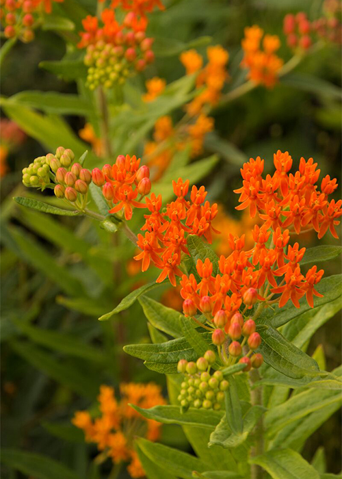 orange milkweed flowers are loved by butterflies
