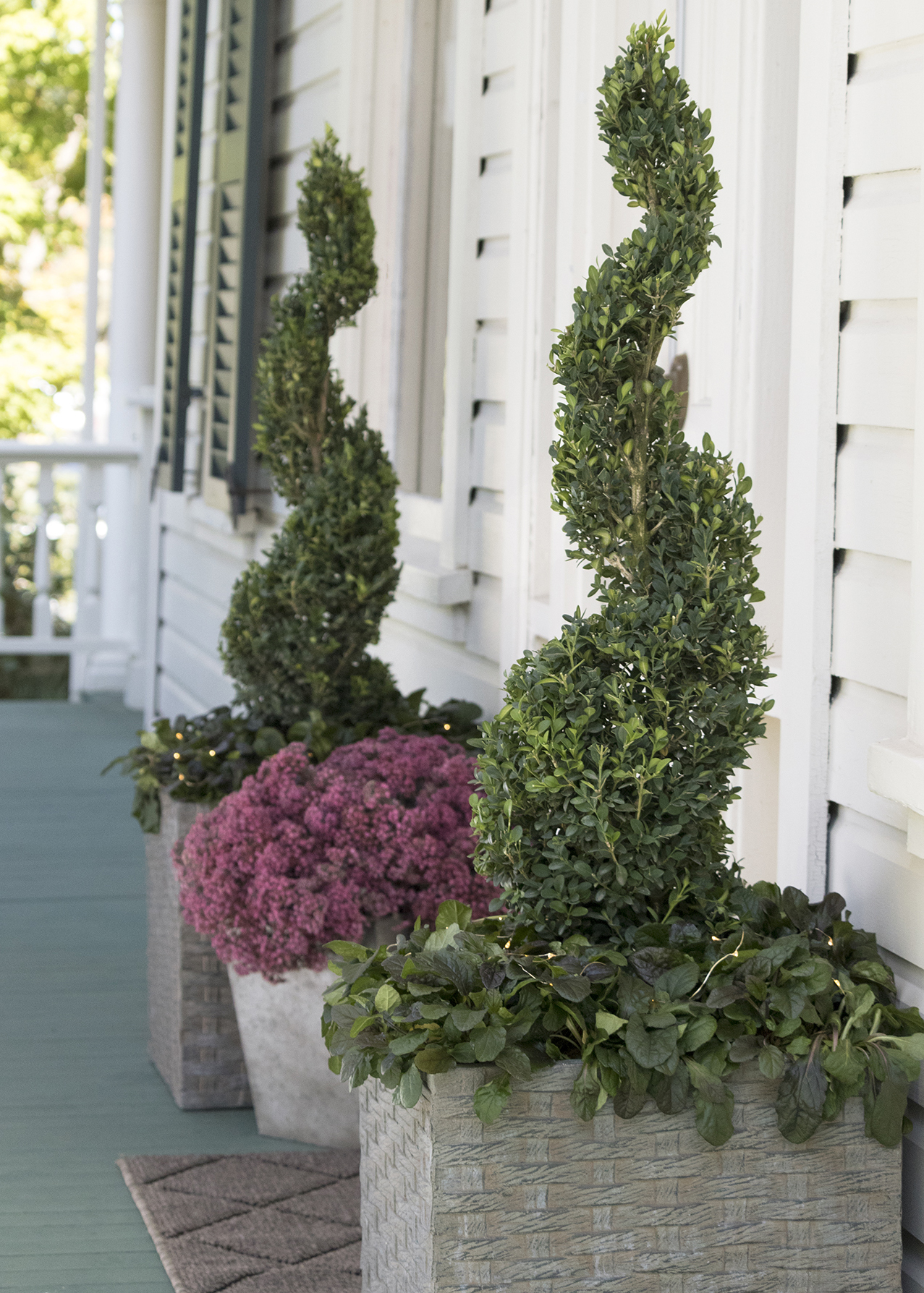 spiral boxwood topiaries in containers