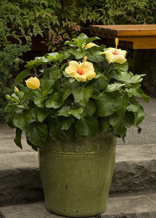 yellow hibiscus in a pot