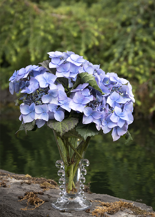 blue hydrangeas flowers in a vase