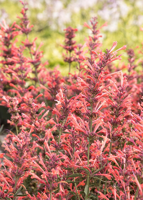 coral pink flower spikes on kudos coral agastache attract butterflies and hummingbirds