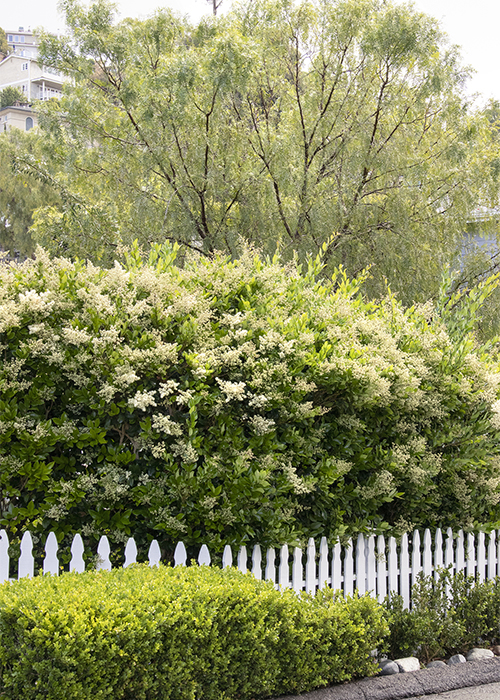 waxleaf privet in an informal hedge