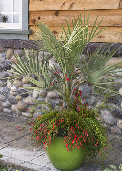 palm tree in container with firecracker plant