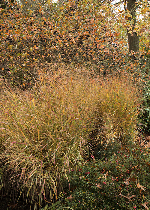 tall shenandoah switch grass in an autumn landscape