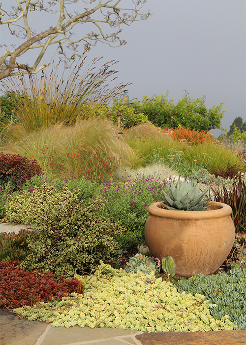 xeric garden with terracotta container