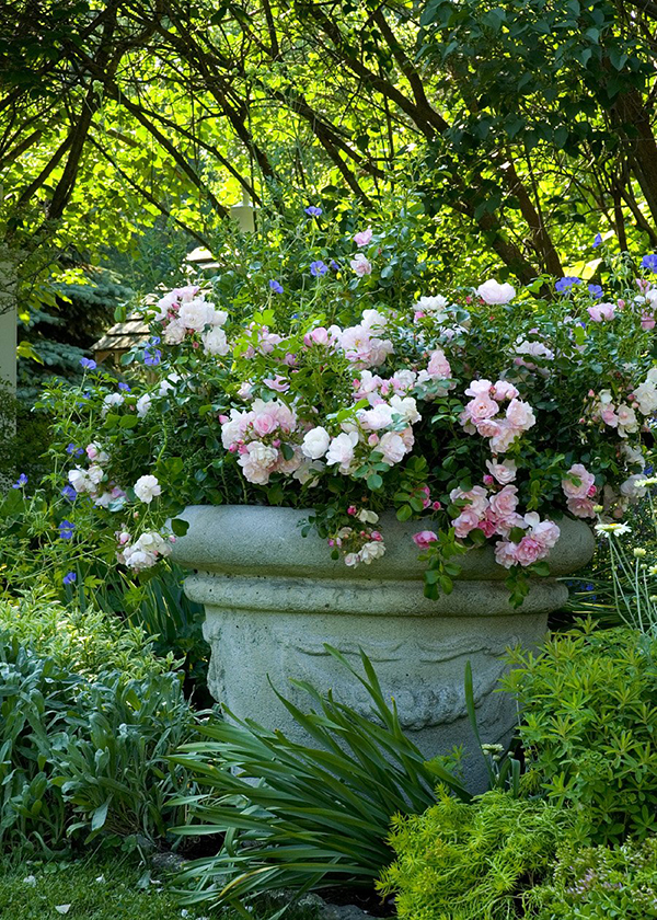 Image of Tall growing pinks rose companion plant in pot