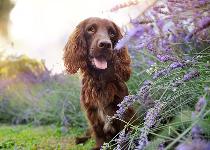 brown dog beside lavender flower hedge