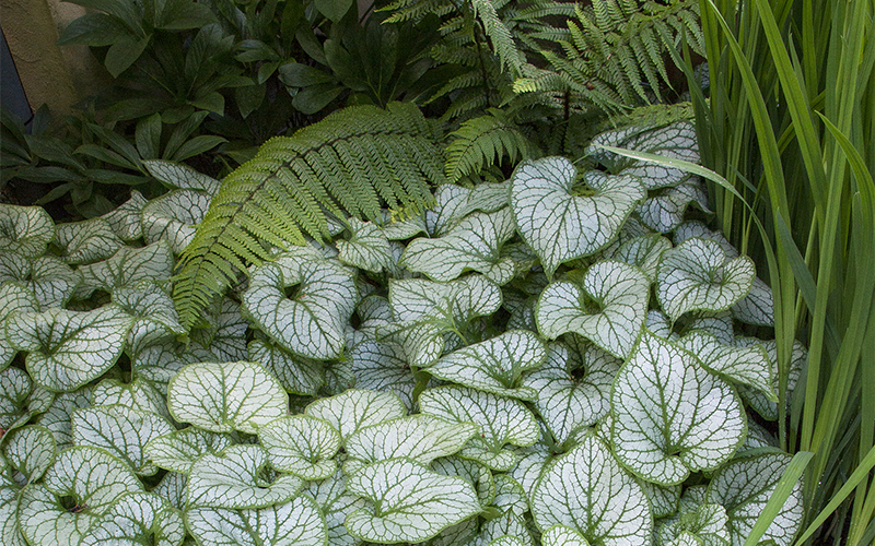 brunnera and ferns as groundcover in shade