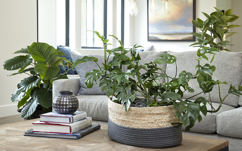 houseplants on a coffee table and around a couch