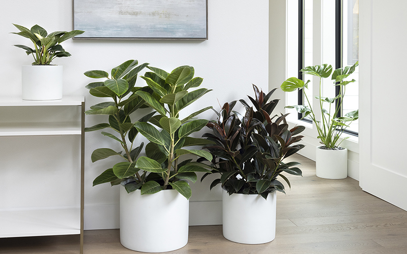 large houseplants like rubber plants and monstera decorate an office space