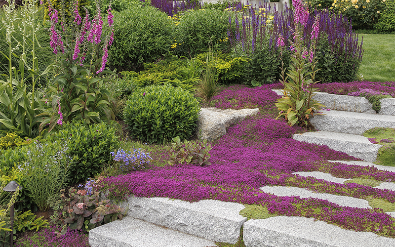 red creeping thyme groundcover on outdoor stairs