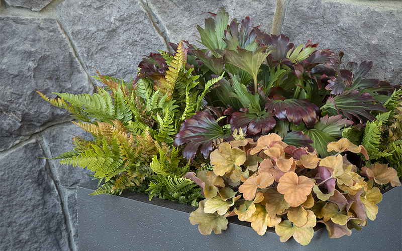 shade-loving plants in container for fall