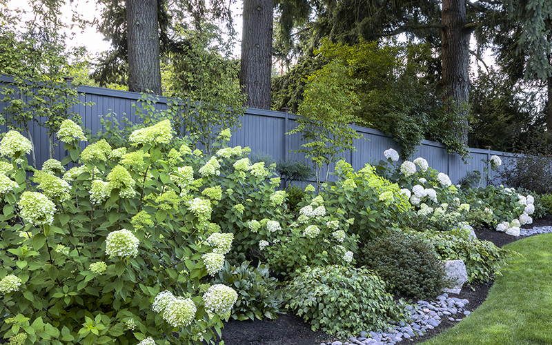 hydrangeas in a border along a blue fence