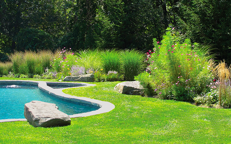 green lawn around pool with grasses and cosmos flowers in landscape