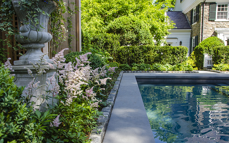 tranquil, shaded pool with astillbe growing along the edge