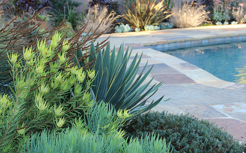 succulents in xeric garden next to a pool