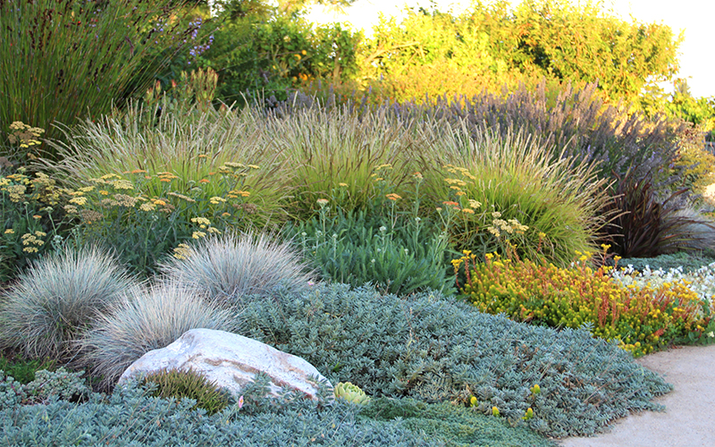 boulder with low water grasses and succulents