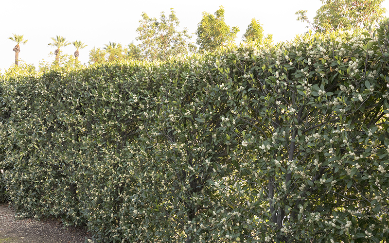 carolina laurel hedge