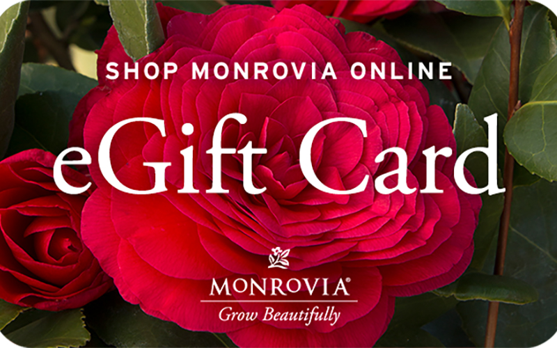 egift card with red camellia in background