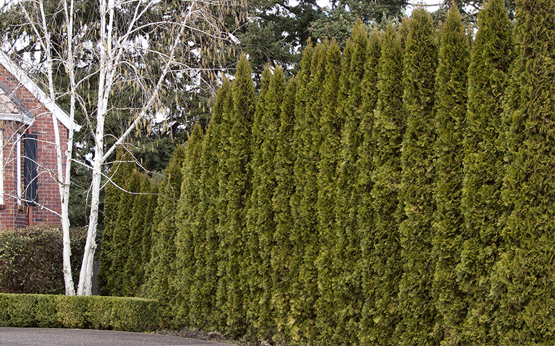tall privacy hedge of emerald green arborvitae