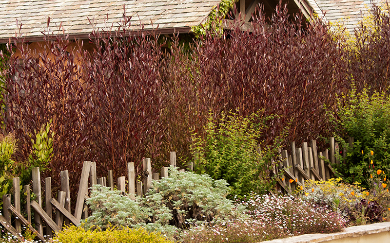purple hopseed bush in privacy hedge