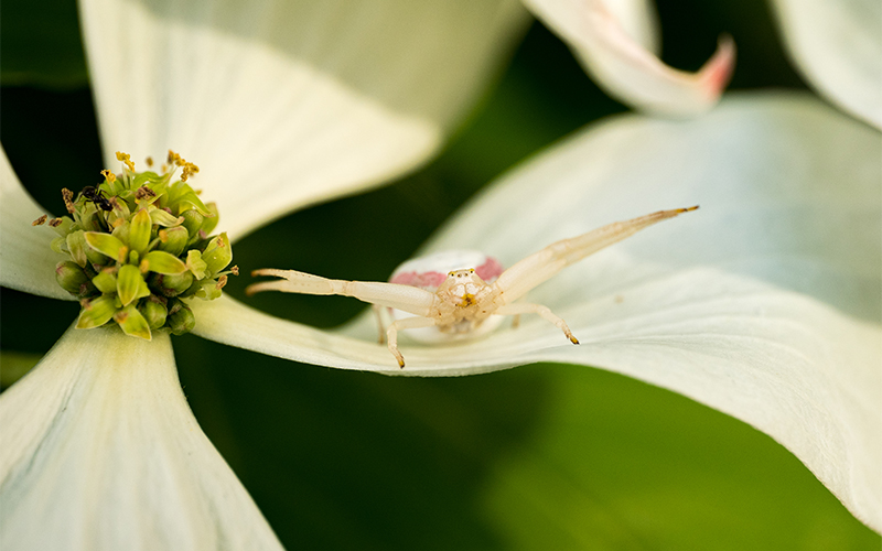 crab spider on white flower