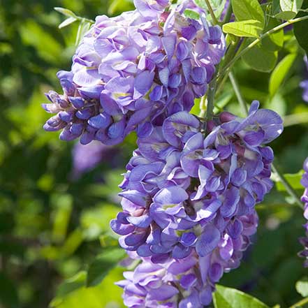 purple wisteria flowers