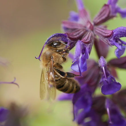 bee on purple flower