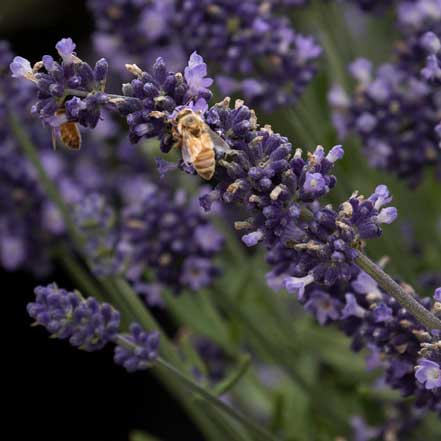 deep purple lavender flower with bee