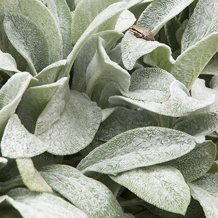 white and green fuzzy big ears lambs ear leaves