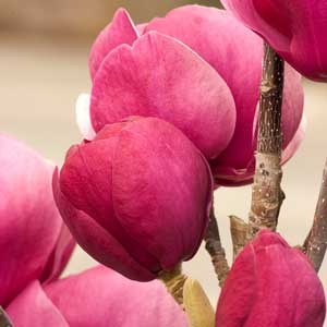 Black Tulip™ Magnolia
