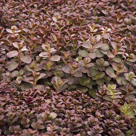 bronze carpet sedum