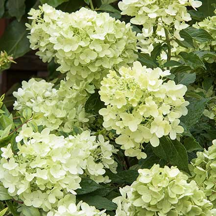 Candy-Apple_-Hydrangea_441