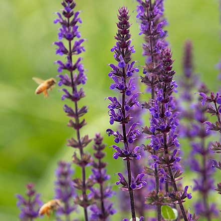 Caradonna-Meadow-Sage_441