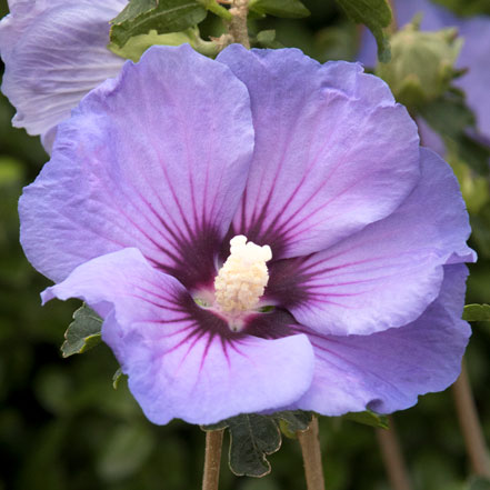 purple rose of sharon flower