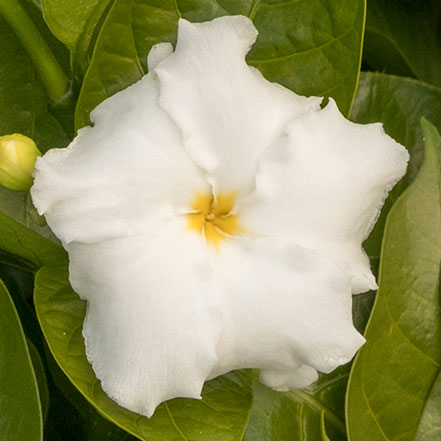 Double-Flowering Crape Jasmine
