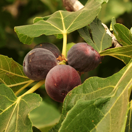 purple-brown fig fruit and green leaves