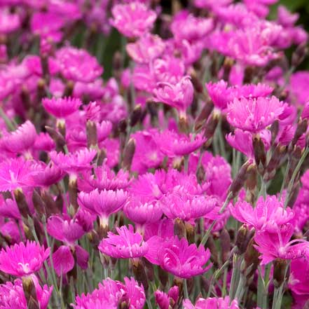 pink dianthus flowers