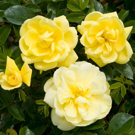 yellow rose flowers